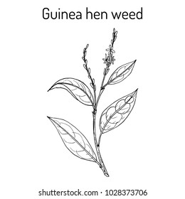 Guinea hen weed (Petiveria alliacea), medicinal plant. Hand drawn vector botanical illustration