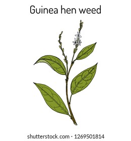 Guinea hen weed (Petiveria alliacea), medicinal plant. Hand drawn vector botanical illustration