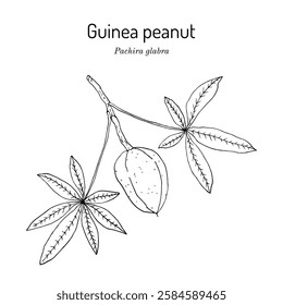 Guinea peanut, or Saba nut, or money tree (Pachira glabra), edible and ornamental plant. Hand drawn botanical vector illustration