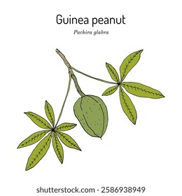 Guinea peanut, or Saba nut, or money tree (Pachira glabra), edible and ornamental plant. Hand drawn botanical vector illustration