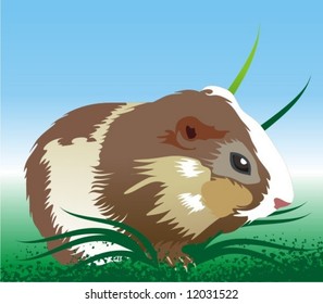 guinea pig