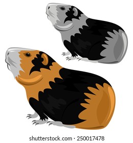 Guinea pig