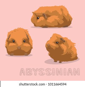 Guinea Pig Abyssinian Cartoon Vector Illustration