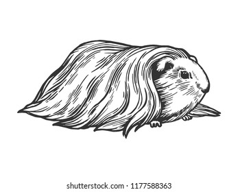 Guinea pig animal engraving vector illustration. Scratch board style imitation. Black and white hand drawn image.