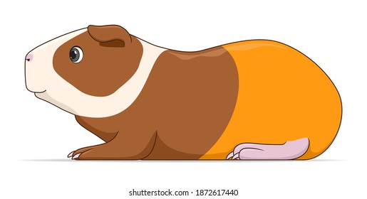 Guinea pig animal standing on a white background. Cartoon style vector illustration