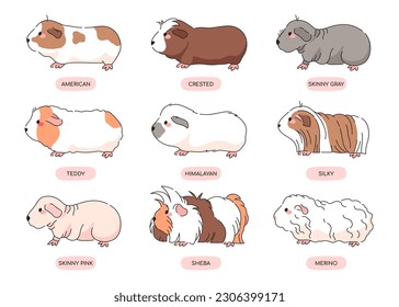 Guinea Pig Breeds Icon Set. Isolated Illustrations on White Background. Animal rodents collection. Different Types of Guinea Pigs - american, crested, skinny, himalayan, merino, silky, teddy, sheba,