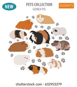 Guinea Pig breeds icon set flat style isolated on white. Pet rodents collection. Create own infographic about pets. Vector illustration