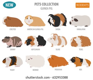 Guinea Pig breeds icon set flat style isolated on white. Pet rodents collection. Create own infographic about pets. Vector illustration