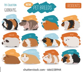 Guinea Pig breeds icon set flat style isolated on white. Pet rodents collection. Create own infographic about pets. Vector illustration