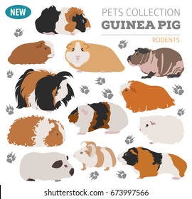 Guinea Pig breeds icon set flat style isolated on white. Pet rodents collection. Create own infographic about pets. Vector illustration