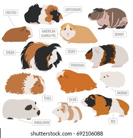 Guinea Pig breeds icon set flat style isolated on white. Pet rodents collection. Create own infographic about pets. Vector illustration