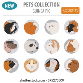 Guinea Pig breeds icon set flat style isolated on white. Pet rodents collection. Create own infographic about pets. Vector illustration