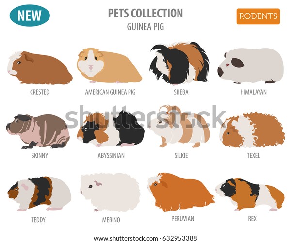 Guinea Pig breeds icon set flat style\
isolated on white. Pet rodents collection. Create own infographic\
about pets. Vector\
illustration