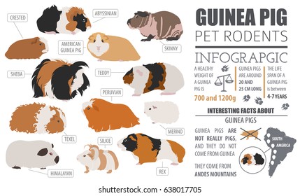 Guinea Pig breeds infographic template, icon set flat style isolated. Pet rodents collection. Create own infographic about pets. Vector illustration