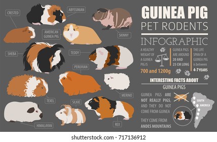 Guinea Pig breeds infographic template, icon set flat style isolated. Pet rodents collection. Create own infographic about pets. Vector illustration