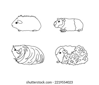 Guinea pig breeds in line style. Pet rodents collection and icons. Isolated vector black line