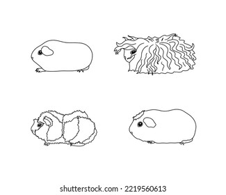 Guinea pig breeds in line style. Pet rodents collection and icons. Isolated vector black line, abyssian, self, crested, alpaca