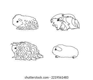 Guinea pig breeds in line style. Pet rodents collection and icons. Isolated vector black line, curly, peruvian, self, merino