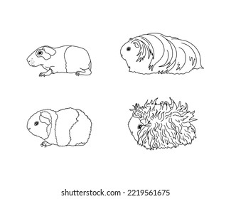 realistic guinea pig coloring pages