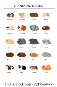 Guinea pig breeds poster in color. Pet rodents collection. Isolated vector with different breeds