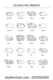 Guinea pig breeds poster in line style. Pet rodents collection and icons. Isolated vector black line with different breeds