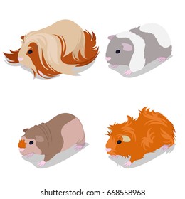 Guinea Pig Breeds Set with Peruvian, American Teddy, Skinny and Abyssinian. Pet Rodents. Vector illustration