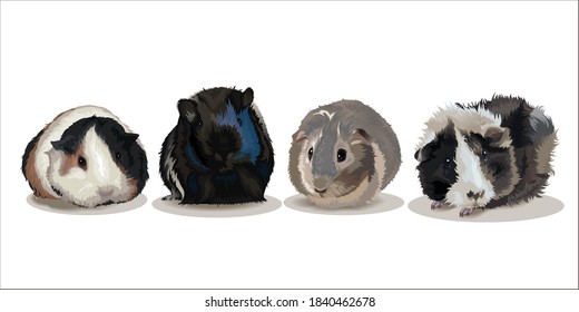 Guinea Pig Breeds, Sketch Vector Graphics Color Picture. Pet Rodents Collection.