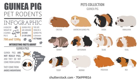 Guinea Pig breeds template, icon set flat style isolated. Pet rodents collection. Create own info graphic about pets. Vector illustration