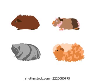 Guinea pig breedsr in color style. Pet rodents collection and icons. Isolated vector  with different breeds, ridgeback, skinny, coronet, texel