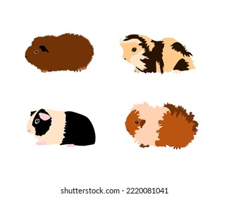 Guinea pig breedsr in color style. Pet rodents collection and icons. Isolated vector  with different breeds, ridgeback, sheba, simple, CH- teddy