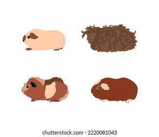 Guinea pig breedsr in color style. Pet rodents collection and icons. Isolated vector  with different breeds, californian, abyssinian, texel, crested