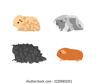 Guinea pig breedsr in color style. Pet rodents collection and icons. Isolated vector  with different breeds, curly, peruvian, merino, self