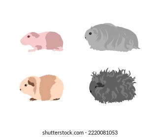 Guinea pig breedsr in color style. Pet rodents collection and icons. Isolated vector  with different breeds, baldwin, silkie, Am-teddy, alpaca