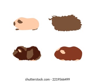 Guinea pig breedsr in silhouette style. Pet rodents collection and icons. Isolated vector  with different breeds, californian, alpaca, abyssinian, crested