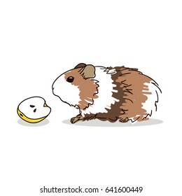 Guinea pig with a brown coat color. Pets.