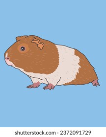 Guinea Pig Brown White Side View