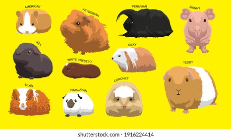 Guinea Pig Cartoon Character Breeds with Name