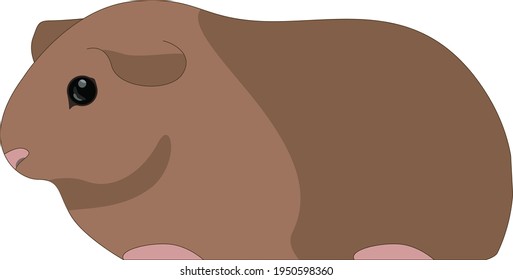 Guinea pig cavia porcellus. Cavy or domestic guinea pig, species of rodent. Plays important role in folk culture of South American, as food source, folk medicine and religious ceremonies. Vector