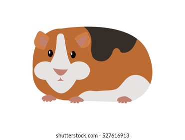 Guinea pig cavia porcellus. Cavy or domestic guinea pig, species of rodent. Plays important role in folk culture of South American, as food source, folk medicine and religious ceremonies. Vector