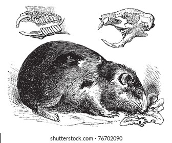 Guinea pig or Cavy or Cavia porcellus, vintage engraving. Old engraved illustration of a Guinea pig showing jaw bones and teeth (upper left) and skull bone (upper right). Trousset Encyclopedia