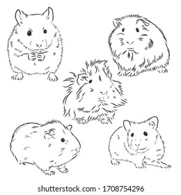 Guinea pig or Cavy inky hand drawn sketch vector illustration, Guinea pig vector sketch illustration