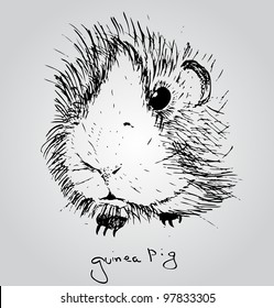 Guinea pig or Cavy inky hand drawn sketch vector illustration