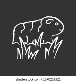 Guinea pig chalk white icon on black background. Shaggy rodent in grass. Pocket pet. Adorable domestic cavy in fresh air. Cute little cavia. Local Peruvian wildlife. Isolated vector illustration