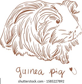 Guinea PIG cute warm pet vintage drawing illustration