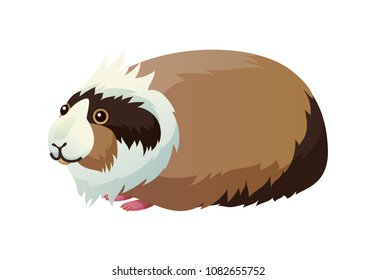 Guinea pig domestic pet cavy, pocket pet small creature with tricolor fur, animal with small paws vector illustration isolated on white background