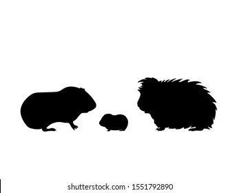 Download Guinea Pig Silhouette Images, Stock Photos & Vectors ...