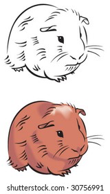 Guinea pig illustration