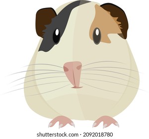 Guinea pig, illustration, vector on a white background.