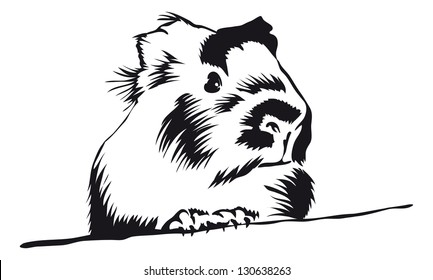 Guinea Pig looking around