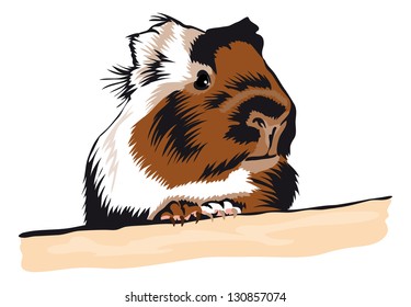 Guinea Pig looking around